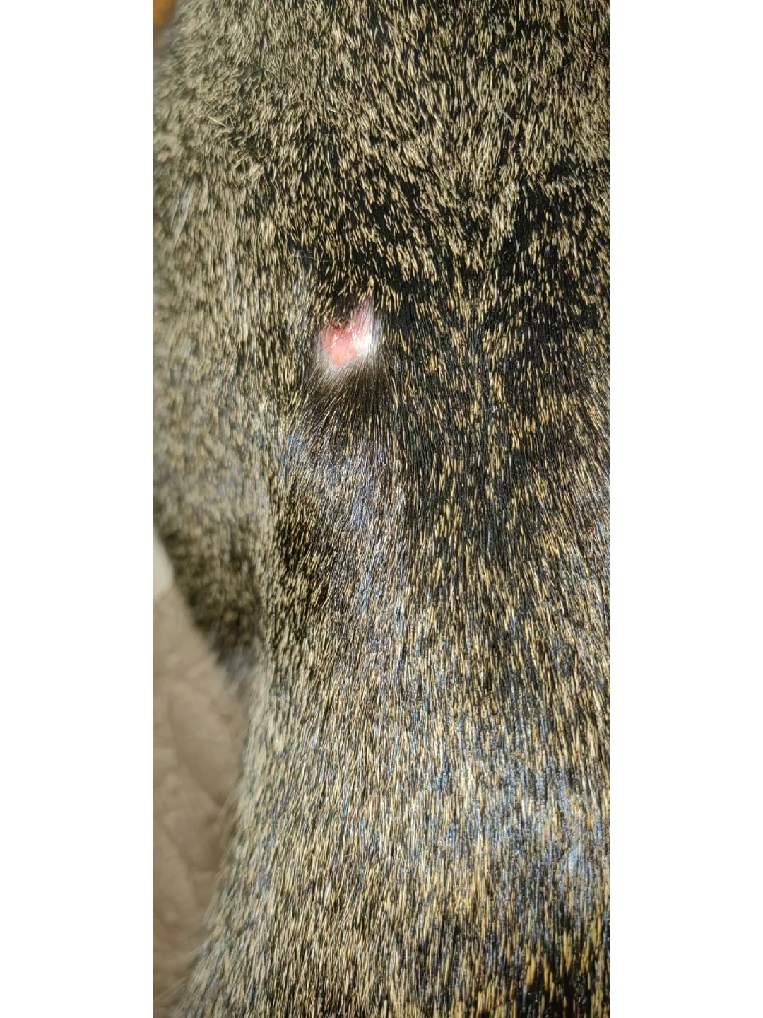 爱游戏网站-"鯾8*2?镩?痢j"諑埶C莟D的简单介绍